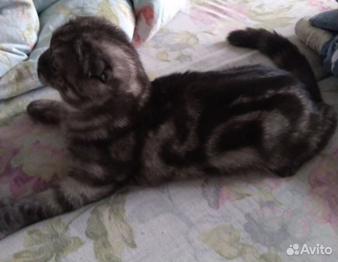 Продам :шотландская вислоухая кошечка 5 месяцев