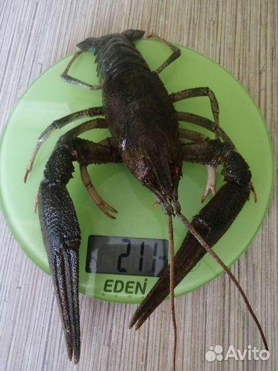 Самые крупные раки