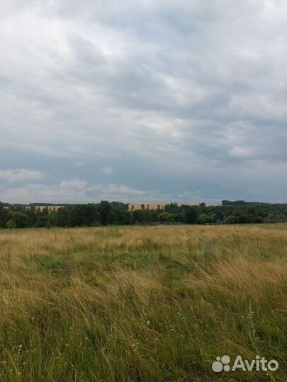 Пчелы улья пасека