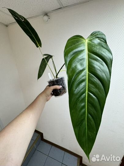 Филодендрон Philodendron esmeraldense narrow