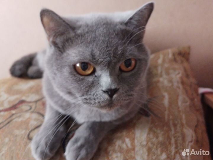 Британская