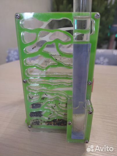 Муравьиная ферма без муравьев