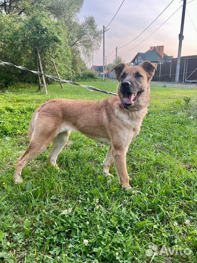 Собака Рыжуля в добрые руки