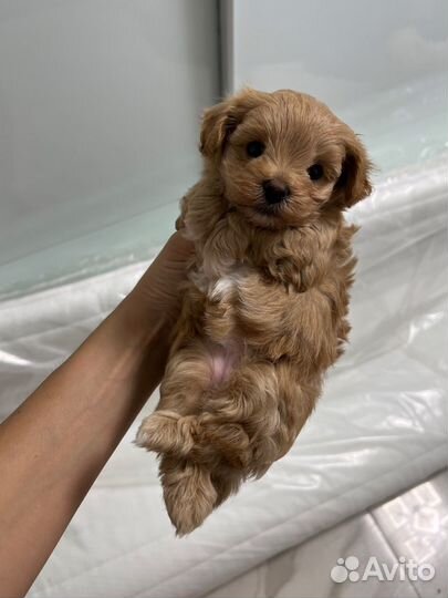 Мальтипу Ф1 микро девочка и мальчик experience