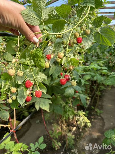 Саженцы малины Маравилла
