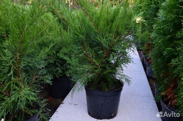 Можжевельник средний Минт Джулеп