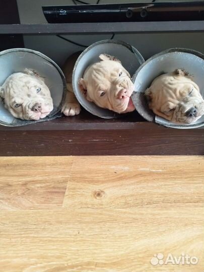 Щенки Американского Булли