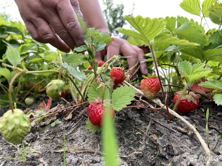 Саженцы клубники Фестивальная- время пересаживать
