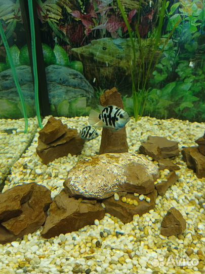 Аквариумные рыбки цихлиды