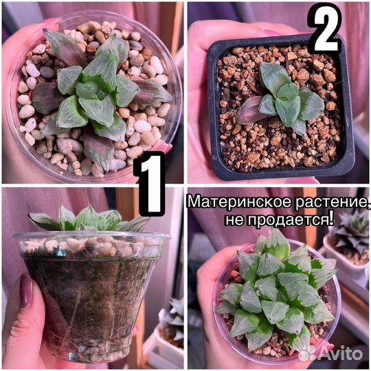 Хавортия 3 вида