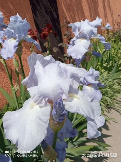 Ирисы сортовые крупные, высокие