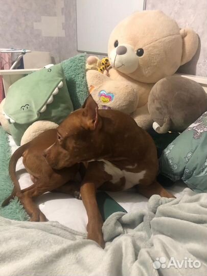 Вязка Американский Питбультерьер