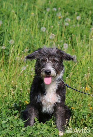 Щенок Манечка, стерилизована