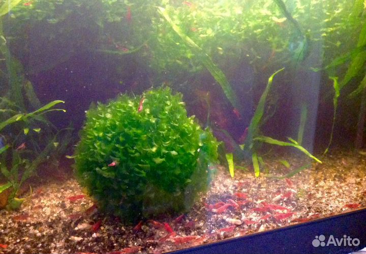 Креветки Вишня, Рэд Черри