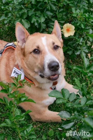 Собака в добрые руки