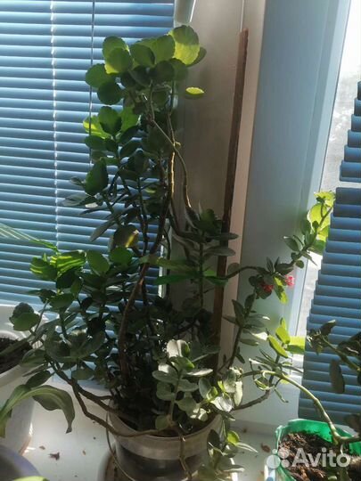 Каланхоэ Цветущий Отростки Обмен