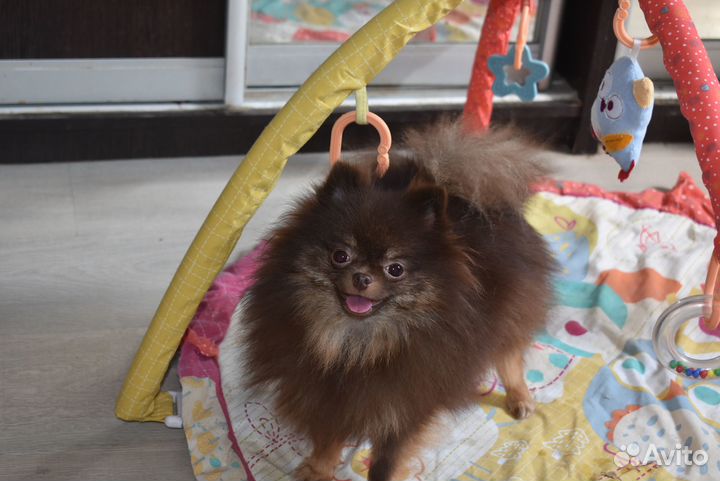 Шпиц - она просто маленькое чудо