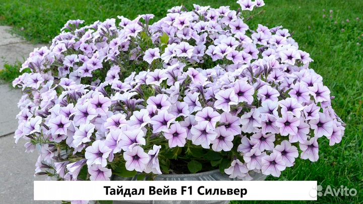 Петуния Рассада ампельной колекционной