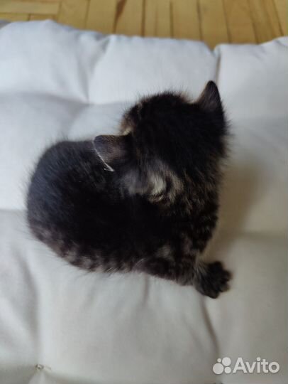 Котята от абиссинской кошки