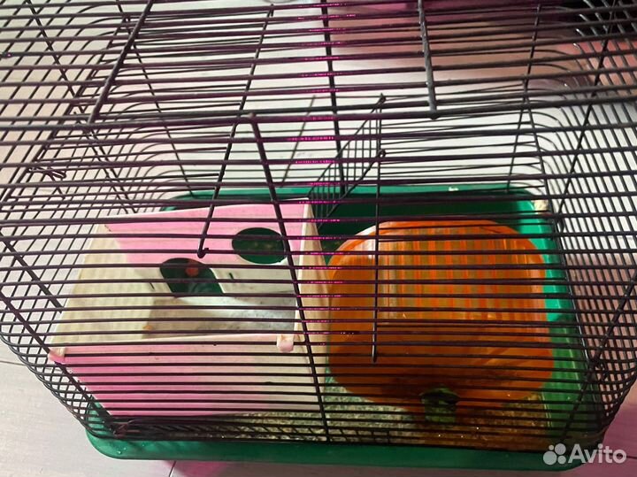 Клетка для грызунов