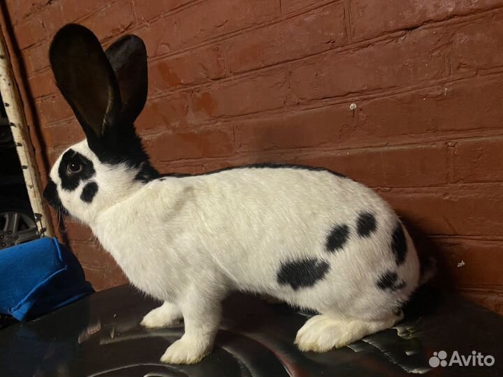 Кролики немецкий пестрый великан
