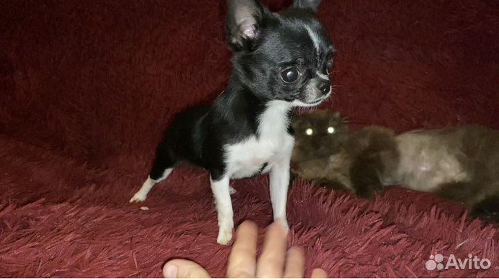 Чихуахуа девочка mini