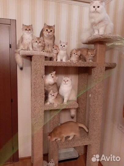 Котики и кошечки