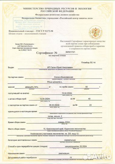 Семена сосны 15, 16, 18, 19, 21 лср