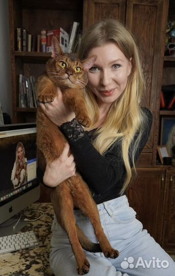 Роскошный абиссинский кот