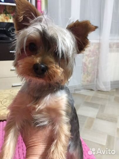 Йоркширский терьер девочка мини