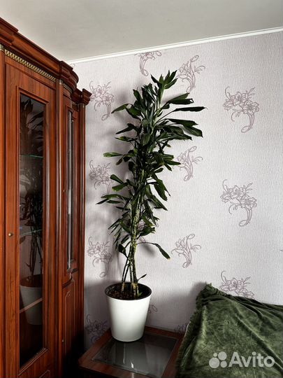 Пальма драцена