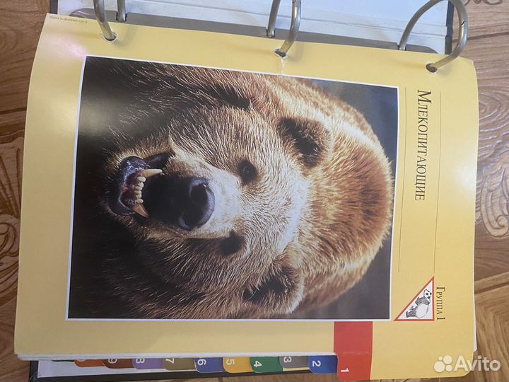 Энциклопедия о животеых В мире великой природы