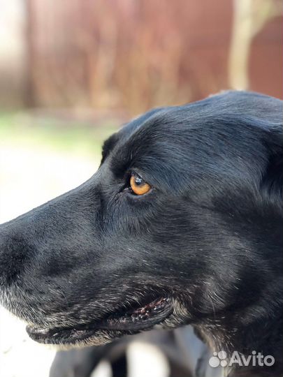 Собаки бесплатно в добрые руки