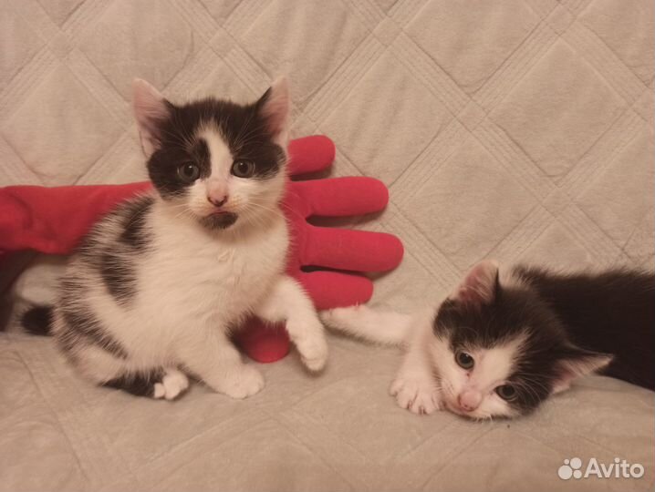 Котята в добрые руки даром