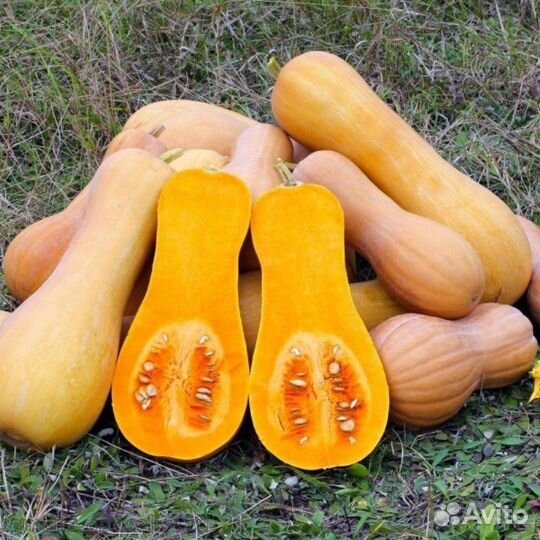 Рассада кабачкой и тыкв