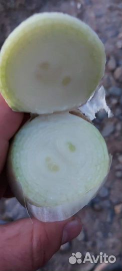 Лук сорт Стардаст