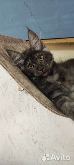 Мейн-кун девочки