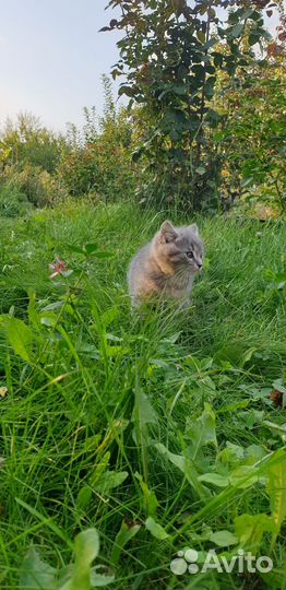 Милый котенок мальчик в дар