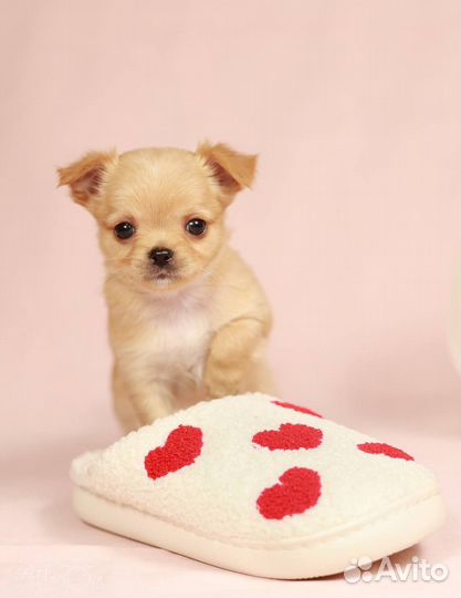 Девочки чихуахуа