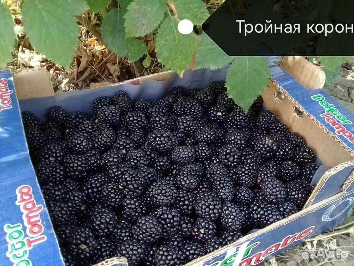 Саженцы ежевики безшипной