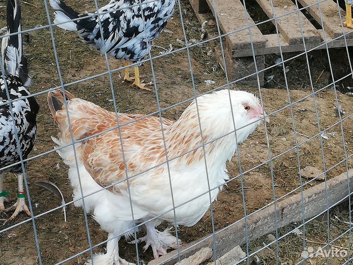 Семья 3+1 молодки на разноцветное яйцо