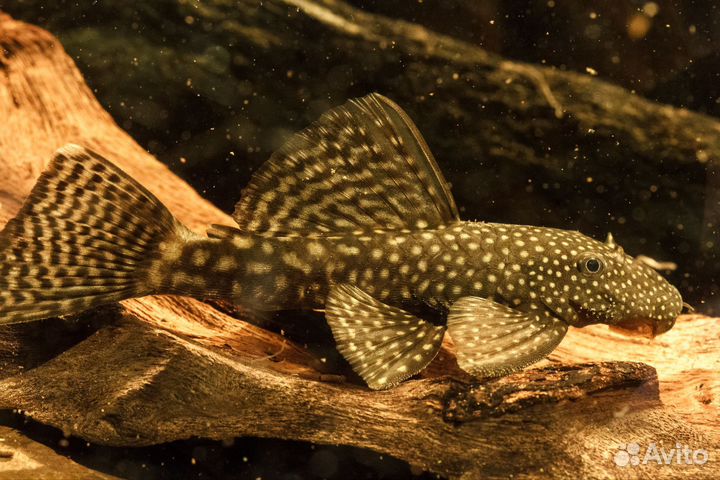 Сом Анциструс