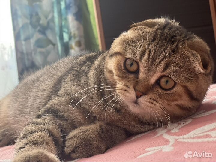 Шотландская шиншилла