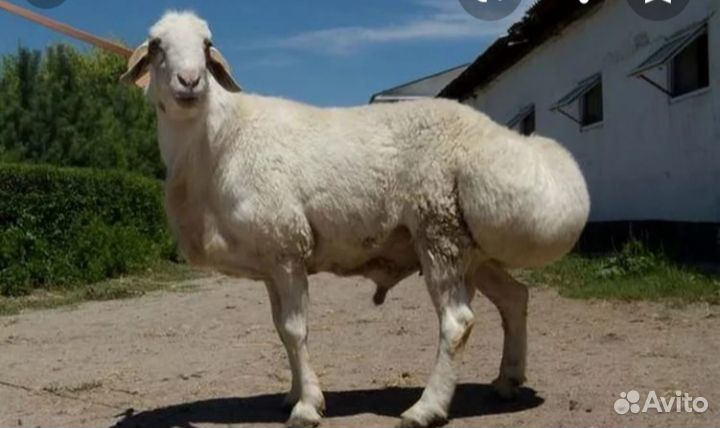 Баранина курдючная