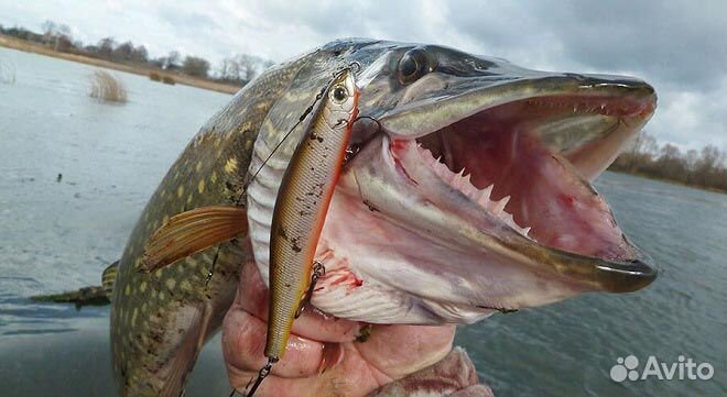 Трояки рыбалка