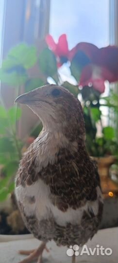 Перепёлки Селадон