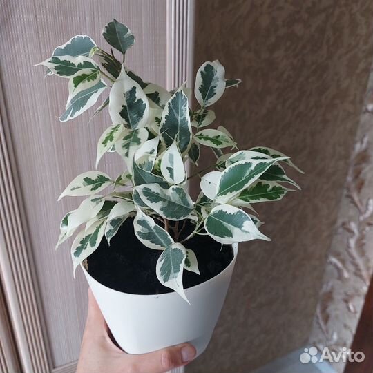 Фикус Бенджамина Твилайт