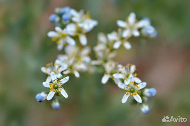 Селитрянка тангутская (нитрария), семена