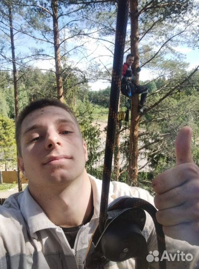 Спил деревьев