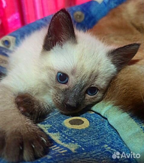 Сиамские котята